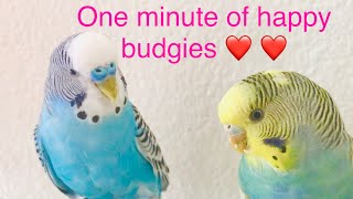 A must watch Happy budgies playing dancing and enjoying their home  Parakeet clip compilation [upl. by Anoit756]