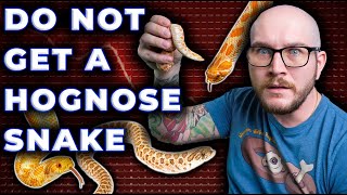 DO NOT Get A Hognose Snake They Suck 3 Reasons Why [upl. by Aivizt]