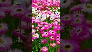 Rhodanthe flower youtubeshorts trending flower love song music gardening [upl. by Annorah]