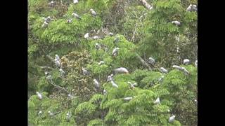 African Grey Parrots At The Bai [upl. by Ahseen]