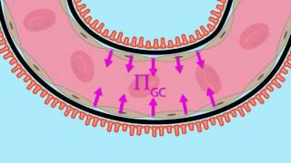 Glomerular Filtration Net Ultrafiltration Pressure [upl. by Brill]