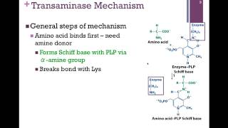 134Transaminase Mechanism [upl. by Einnok]