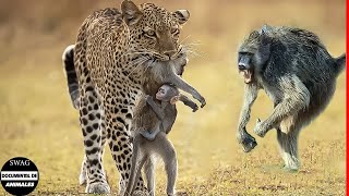 ¿qué Ocurre Cuando El Leopardo Mata A La Madre Mono Con Su Cría En Brazos  Animales Salvajes [upl. by Wonacott]