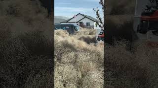 Amazon Delivery Driver Drives Through Tumbleweeds to Deliver Package [upl. by Akinna]