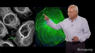 Robert Goldman Northwestern UMBL Part 1 Cytoskeletal Intermediate Filaments [upl. by Ilana]