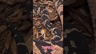 Beautiful Bushmasters Lachesis muta snake pitvipers animal [upl. by Sharai]