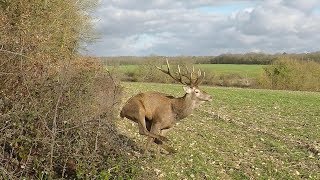 Chasse Cerfs Sangliers Chevreuils et Renards  Best Of Saison 20182019 [upl. by Anaidiriv]