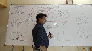 Micturition reflex  In English  cystometrogram  Renal  Physiology  MBBS  Medical students [upl. by Tye]