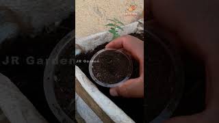 Cultivo de Tomate de Forma Correta jrgarden tomate horta diy shorts [upl. by Willey261]