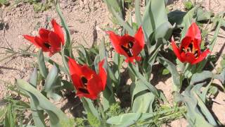 Tulipa agenensis  Cyprus  Cyprus Red Data Book [upl. by Orlan]