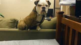 Cute Bulldog is Being Goofy and is Scared of Heights So Cute [upl. by Langston]