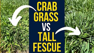 Tall Fescue vs CrabGrass  Whats The Difference [upl. by Bernt721]