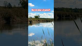 Pike Fishing in the Wisconsin Dells and why you should visit [upl. by Clippard]