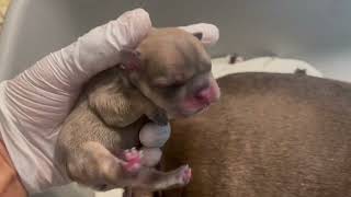 New Born French Bulldog Puppies pinkfrenchie lilacfrenchie frenchbulldogpuppies DOB 4824 [upl. by Wash]