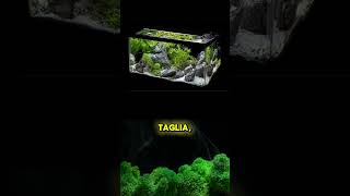 Come scegliere i pesci nell’acqurio Video completo in ‘video’ acquario [upl. by Roon]