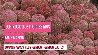 Plant Profiles Cactus  Echinocereus Rigidissimus Var Rubispinus or Rainbow cactus Ruby Rainbow [upl. by Anilave512]