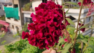 How to Grow Cockscomb  Growing Cockscomb Flower In The Garden  Celosia  मखमली फूल [upl. by Noram]