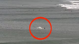 Shark attacks bird in Jbay South Africa Juvenile great white misses bird while surfers catch waves [upl. by Avika]