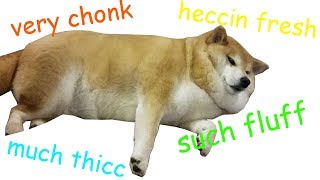 Chonk Chart  Shibe Edition [upl. by Neb45]