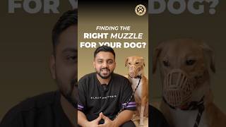 What Muzzle is best for your Dog dogshorts muzzle lovedog shortsvideo dogowner dogtraining [upl. by Dwain]