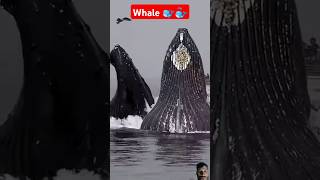 Whale hunting fish in front of boat amazing whale feedshorts shorts subscribe 🐳🐋🦈🐬🦈🐬 [upl. by Helga]