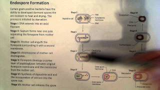 Endospore Formation [upl. by Ozkum]