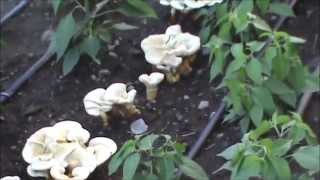 Growing Golden Reishi Ganoderma curtisii in a garden bed [upl. by Adiaros]