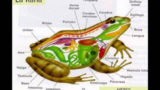 CLASIFICACIÓN DE ANIMALES VERTEBRADOS [upl. by Ammamaria996]