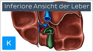 Leber Aufbau und Strukturen von inferior Vorschau  Kenhub [upl. by Anaujnas]