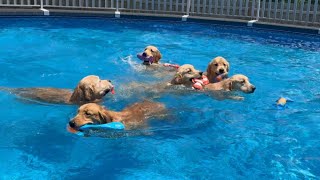 GoldenSoulDogs is live with 7 Golden Retrievers in the pool [upl. by Arac]