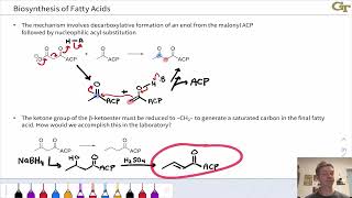 Biosynthesis of Fatty Acids [upl. by Coster363]