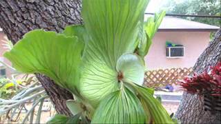 How to grow the elephant ear staghorn fern [upl. by Rratsal]