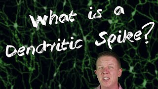 What is a Dendritic Spike [upl. by Anavlys]