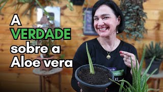 Aprenda a reproduzir a Aloe vera do JEITO CERTO [upl. by Fernandes493]