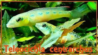 Teleocichla centrarchus  Kullander 1988  Cichlidae  Cichlidé nain  ParisFrance  112017 [upl. by Serafina]