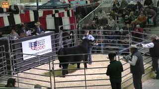 Ohio Beef Expo Maine Anjou Sale Columbus OH March 2024Mar16153745 [upl. by Chaille]