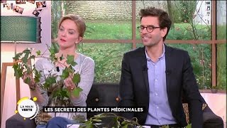 Les secrets des plantes médicinales [upl. by Ailemor]