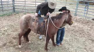 Texas Bronc RideColt Starting [upl. by Inalej131]