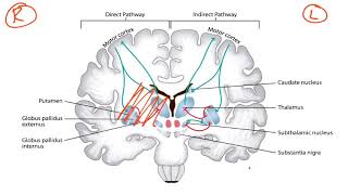 Basal Ganglia amp Dopaminergic Pathways for the USMLE Step 1 [upl. by Zachar]