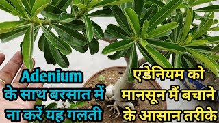 Full Care of Adenium Plant in Rainy Season  बरसात में एडेनियम को कहा रखे Monsoon care of Adenium [upl. by Walcoff571]