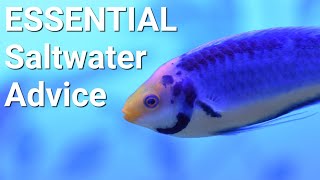 The Best Advice Beginner Saltwater Aquarists Ignore [upl. by Euqcaj]