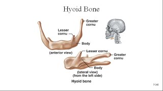 Hyoid Bone [upl. by Warren]