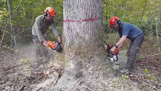 Abattage dernier gros chêne  Stihl ms661c [upl. by Priest]