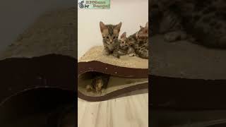 Cute bengal kittens  Reginamur Bengal Cat’s Cattery  Bengal Kittens for sale [upl. by Jochebed]