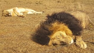 Sanctuary Life  The Lion Whisperer [upl. by Baruch887]