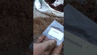 Tithonia plant growth  this winter season short video  you tube shortvideo [upl. by Gunn]