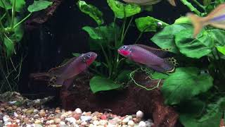 Pelvicachromis taeniatus Nigerian Red Males [upl. by Alla]