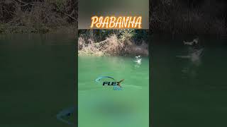 Piabanha capturado com Camarão Flex 55cm na represa de Igaratá iscasflex [upl. by Nalla]