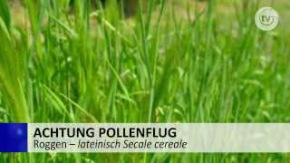 Roggen  Achtung Pollenflug  Allergie [upl. by Pontone738]