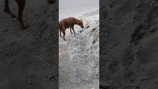 doglover Street dog viral [upl. by Hgielar]